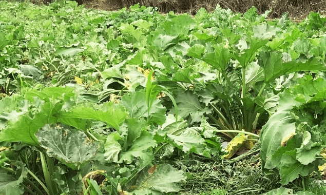 私たちが作っています