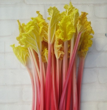 無農薬フォーストルバーブ 1kg