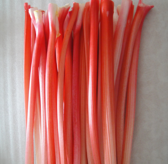 「くまもとの新しい赤」赤く美しいフォーストルバーブ