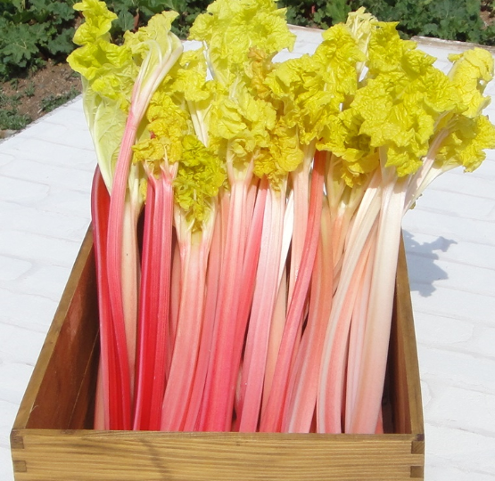 「くまもとの新しい赤」赤く美しいフォーストルバーブ